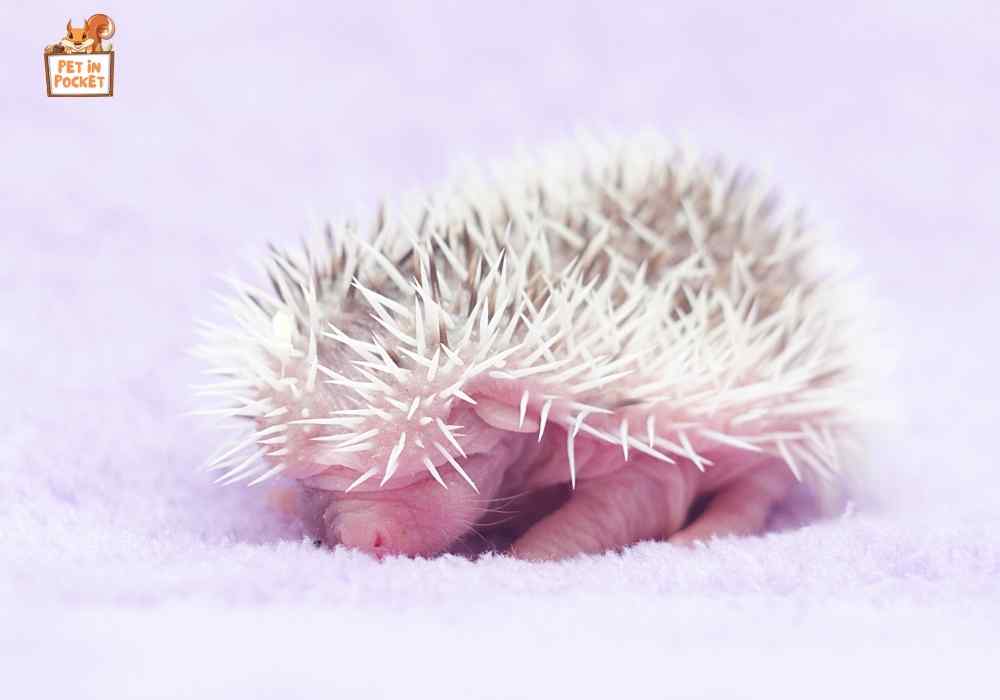Creating The Perfect Environment for Hedgehogs