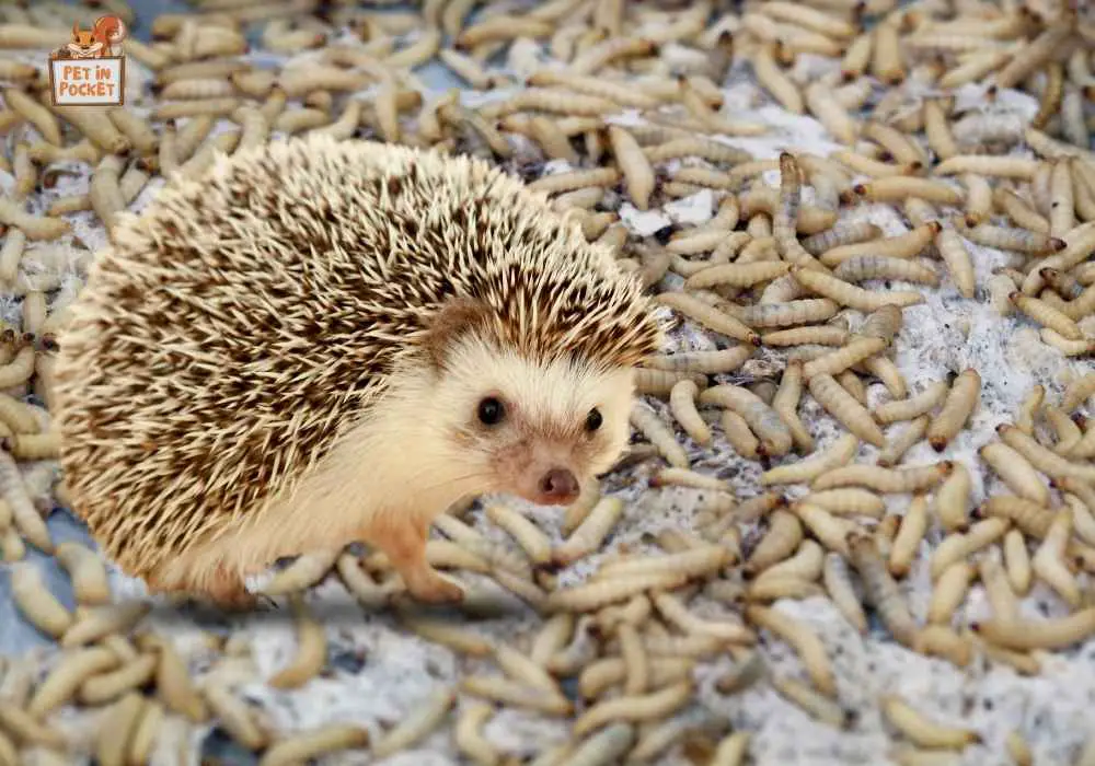 Do Hedgehogs Eat Live Insects