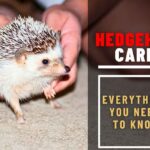 Hedgehog Care: Everything You Need to Know 