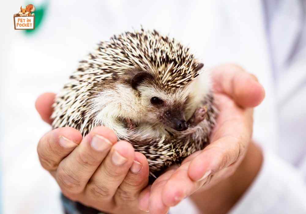 Hedgehog Grooming Sessions