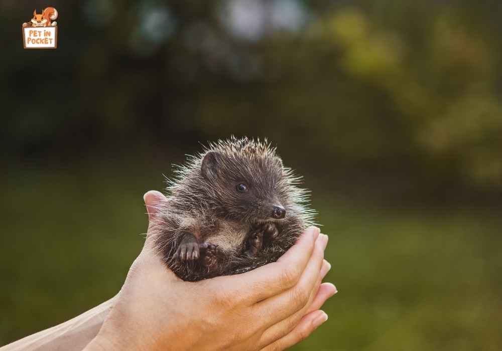 How to Pet A Hedgehog without Getting Pricked 
