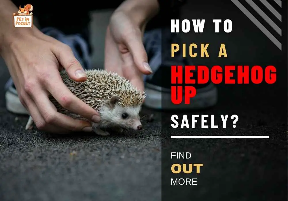 How to Pick A Hedgehog up Safely