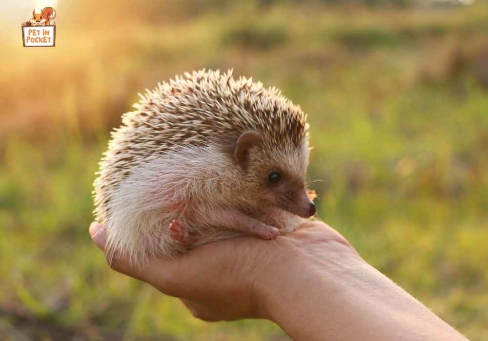 How to Pick up Hedgehog