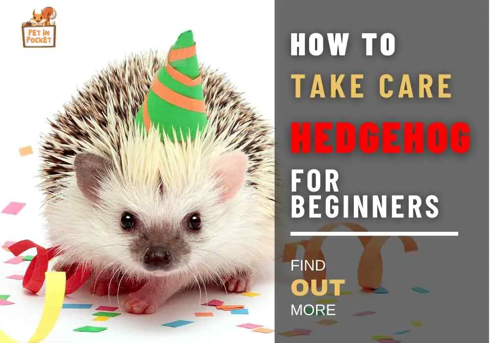 How to Take Care of A Hedgehog for Beginners: A Complete Care Sheet