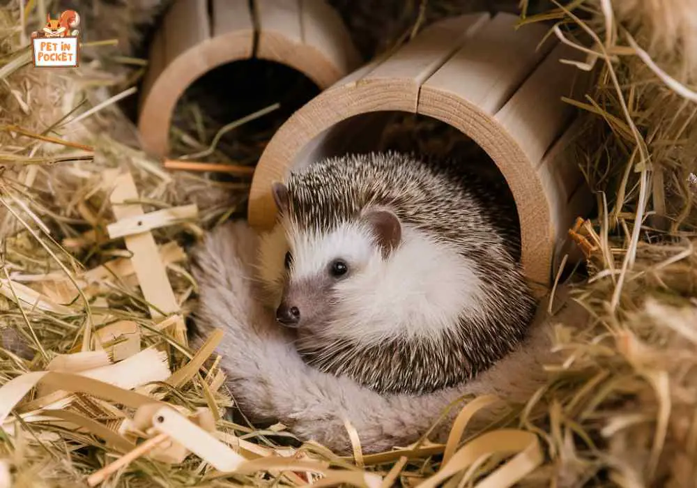 These Hedgehog Substrates Are Red Flags 