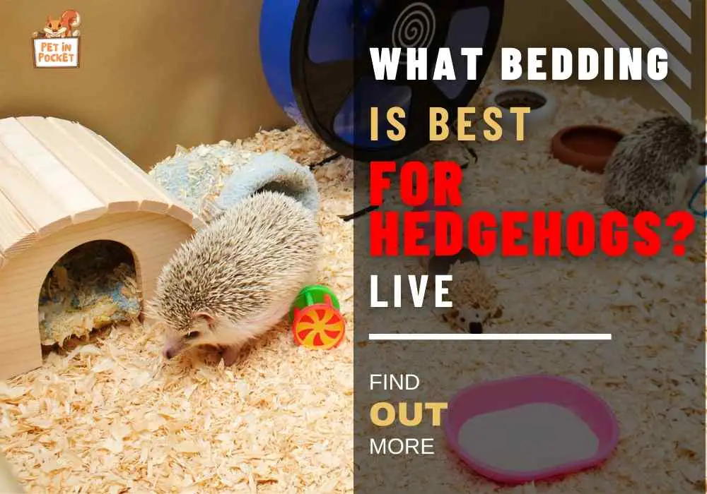 What Bedding Is Best for Hedgehogs? Not All Substrates Are Safe for Our Quill Balls