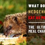 What Do Hedgehogs Eat As Pets? The Ultimate Meal Chart