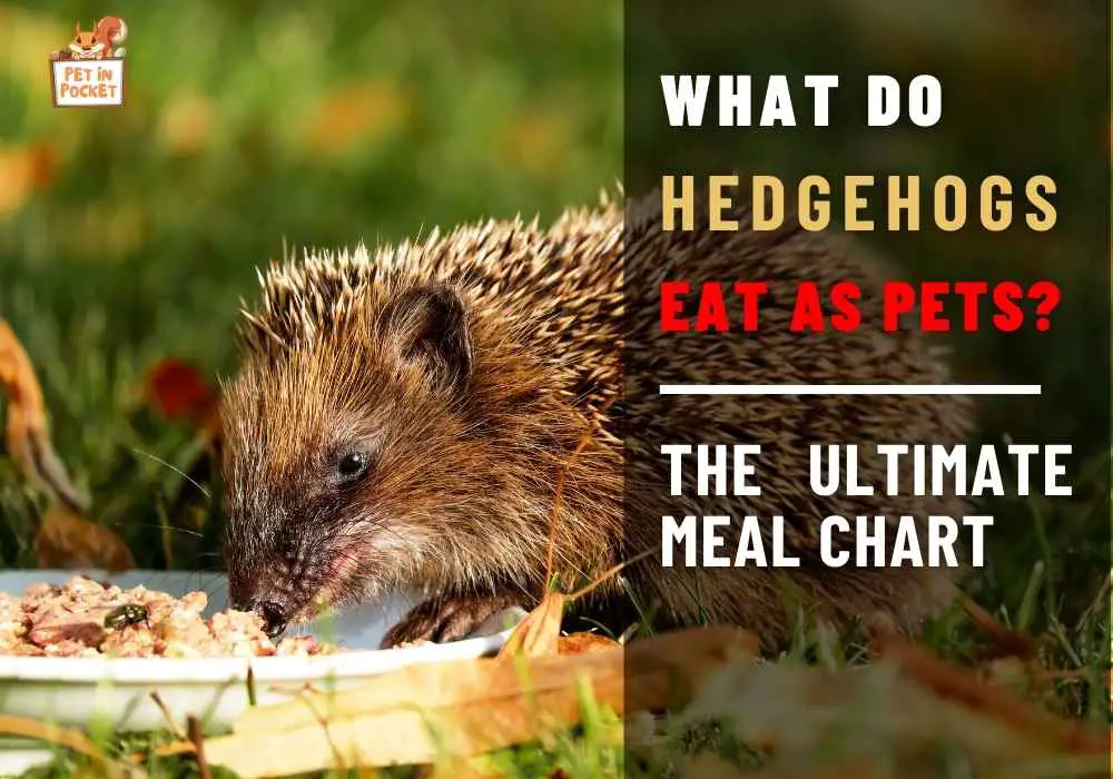 What Do Hedgehogs Eat As Pets