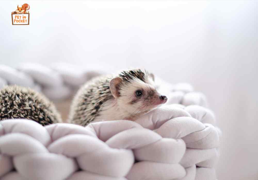 What Do Hedgehogs Use for Bedding
