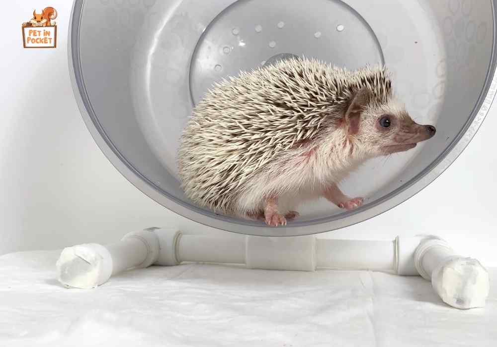What Do We Need in A Hedgehog Cage