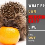 What Fruit Can Hedgehogs Eat? Are Fruits Really Bad for Your Quill Balls? Find Out Here!