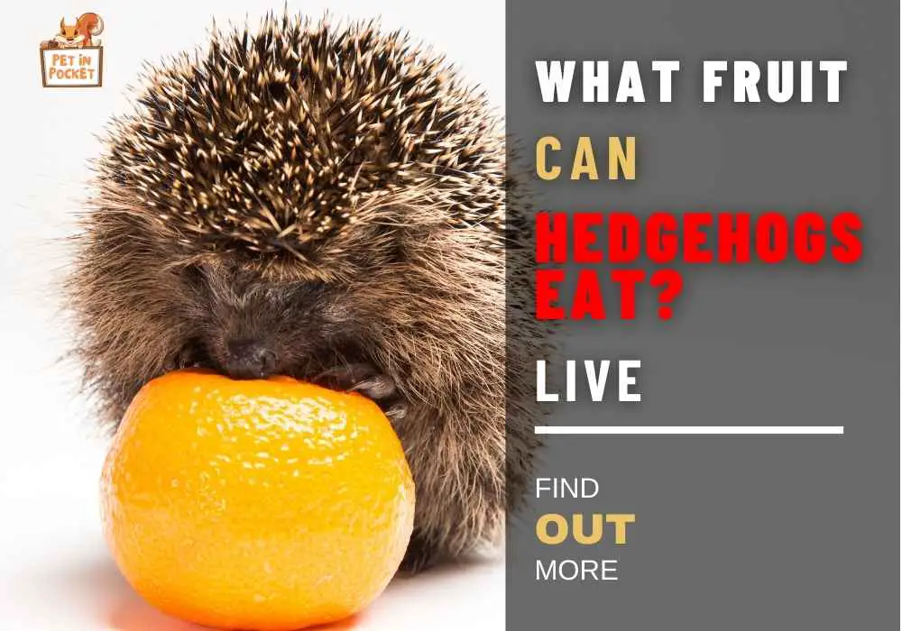 What Fruit Can Hedgehogs Eat? Are Fruits Really Bad for Your Quill Balls? Find Out Here!