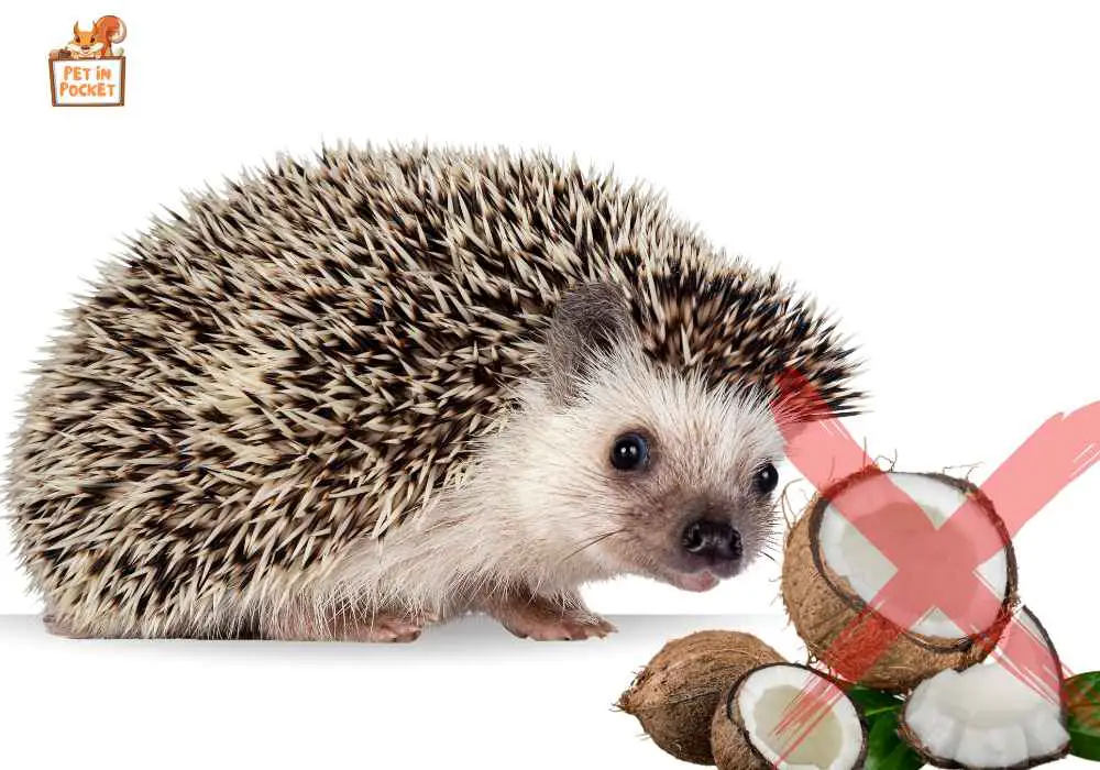 What Fruits Can Hedgehogs Not Eat