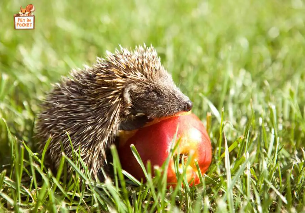What Fruits Can a Hedgehog Eat