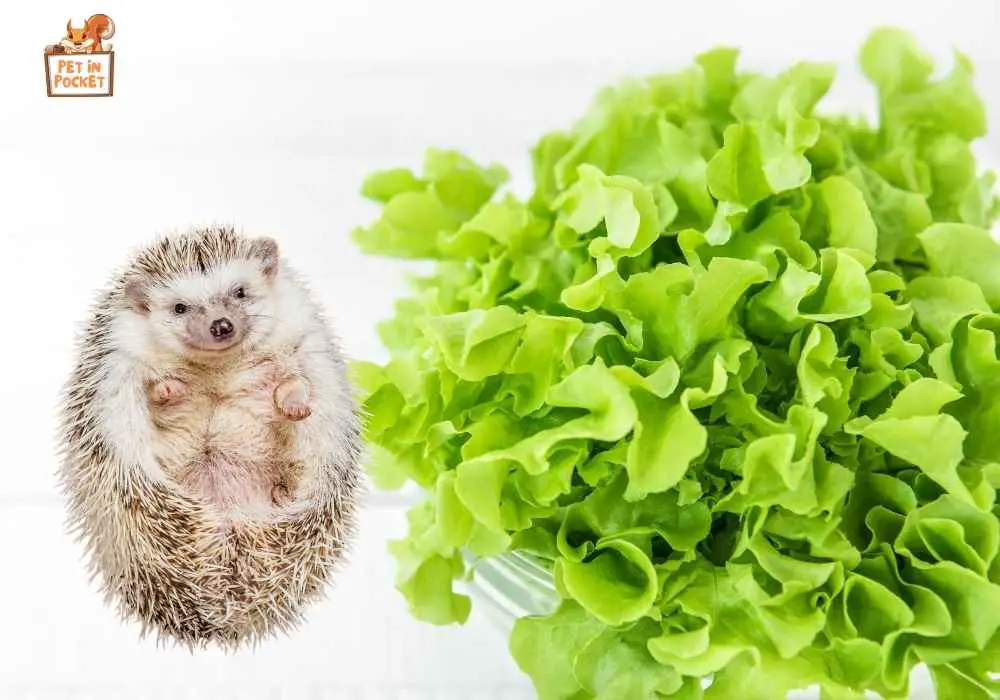 What-Greens-Do-Hedgehogs-Eat