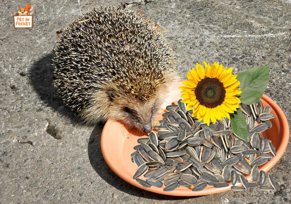 Are Sunflower Seeds OK for Hedgehogs