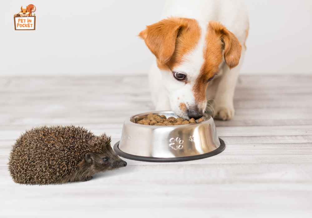 Benefits of Feeding Hedgehogs Dog Foods