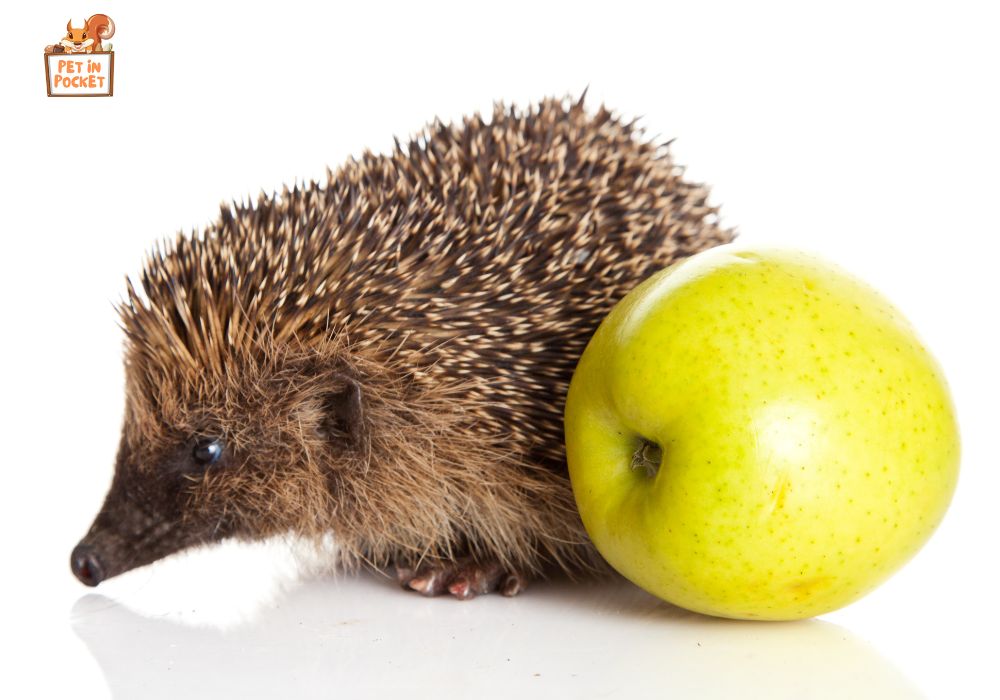 Benefits of Feeding Your Hedgehogs Apples