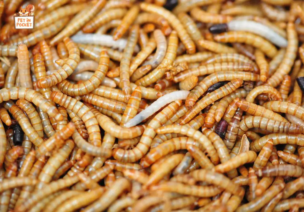 Benefits of Mealworms for Hedgehogs