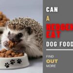 Can A Hedgehog Eat Dog Food? Your Hedgies Will Love Our Food Recommendations 