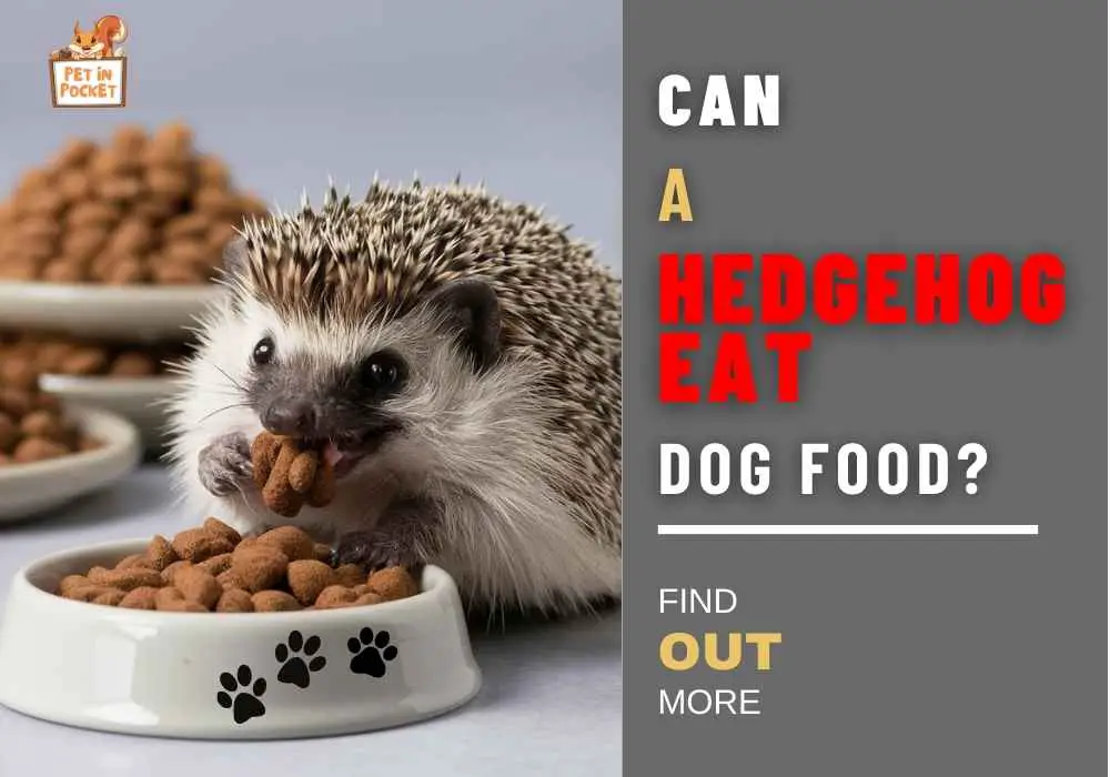 Can A Hedgehog Eat Dog Food?