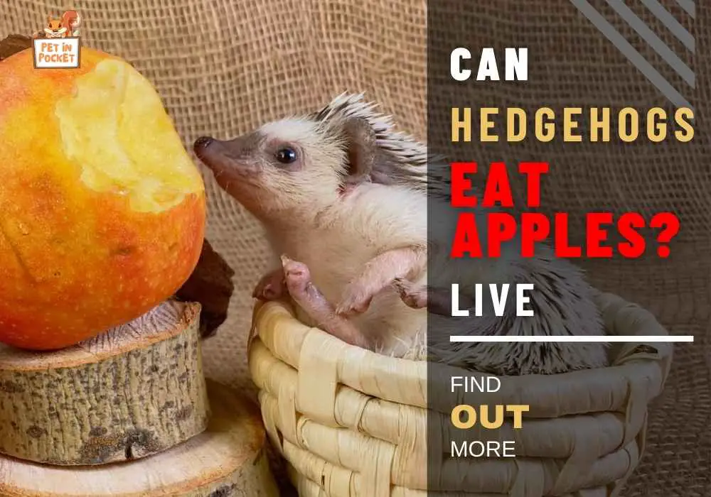 Can Hedgehogs Eat Apples? Are Fruits Safe for Hedgies? 