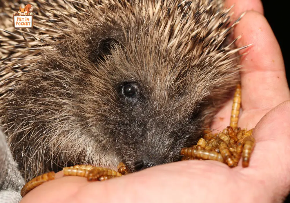 Can Hedgehogs Eat Dried Mealworms