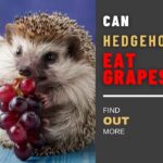 Can Hedgehogs Eat Grapes? The Ultimate Guideline and Details