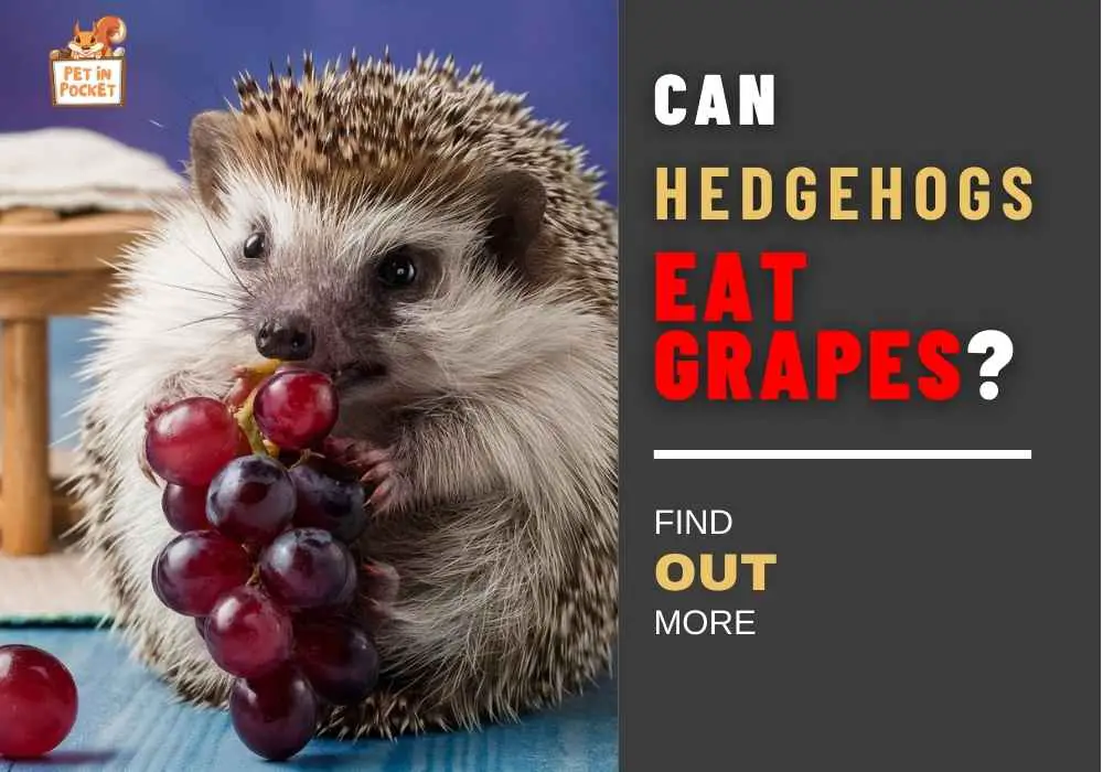 Can Hedgehogs Eat Grapes? The Ultimate Guideline and Details