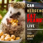 Can Hedgehogs Eat Peanuts? Know What Peanuts Can Do to Your Hedgies!