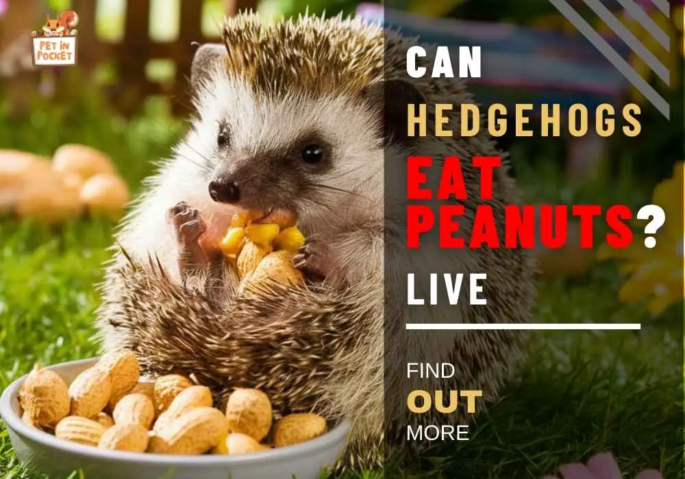 Can Hedgehogs Eat Peanuts? Know What Peanuts Can Do to Your Hedgies!