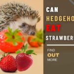 Can Hedgehogs Eat Strawberries? Everything You Need to Know 