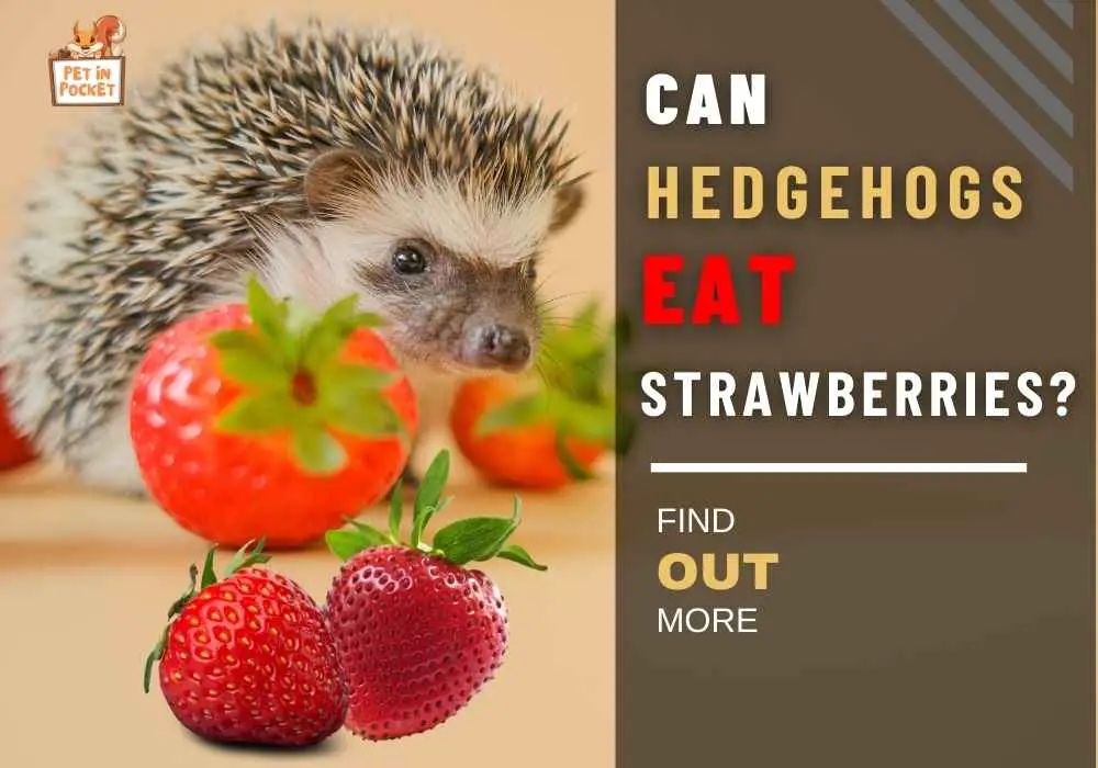 Can Hedgehogs Eat Strawberries? Everything You Need to Know 
