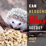 Can Hedgehogs Eat Sunflower Seeds? Stop Overfeeding Your Hedgies Today!
