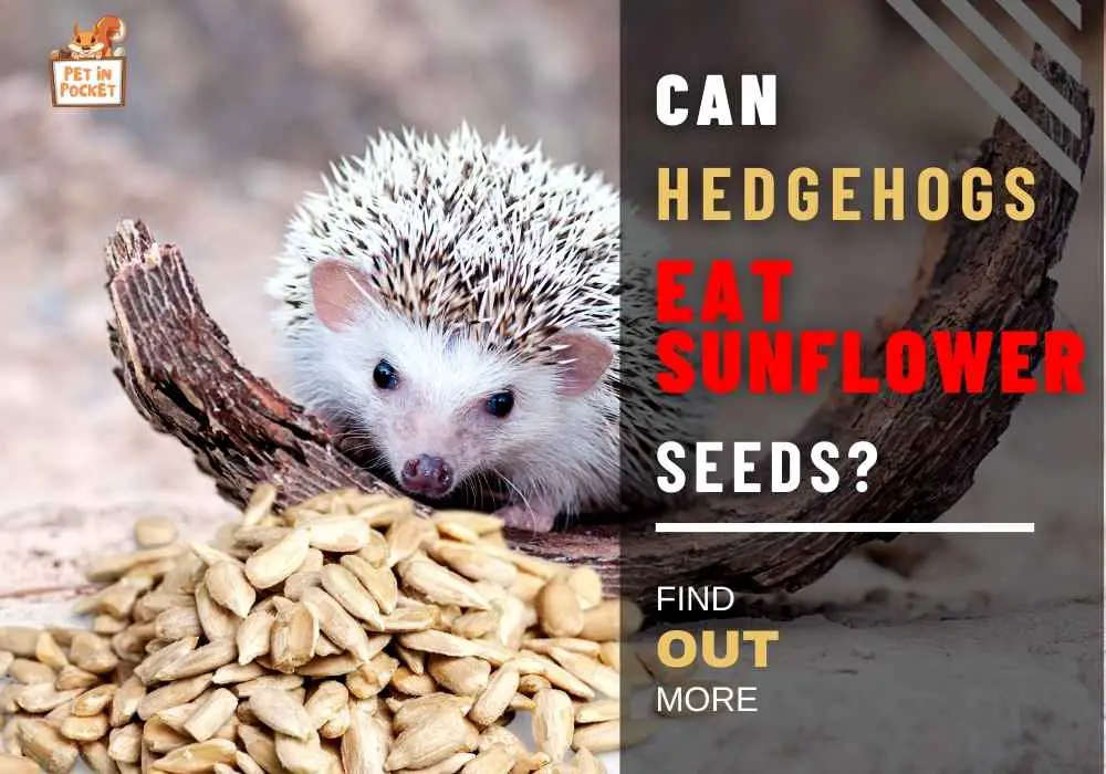 Can Hedgehogs Eat Sunflower Seeds? Stop Overfeeding Your Hedgies Today!