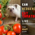 Can Hedgehogs Eat Tomatoes? Know properly