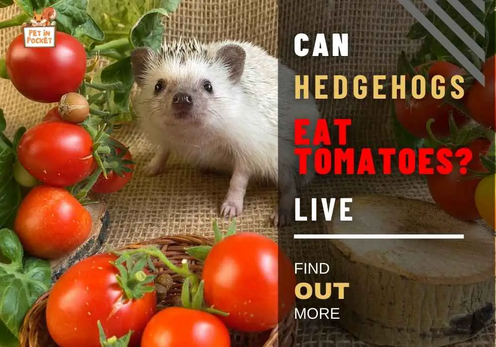 Can Hedgehogs Eat Tomatoes