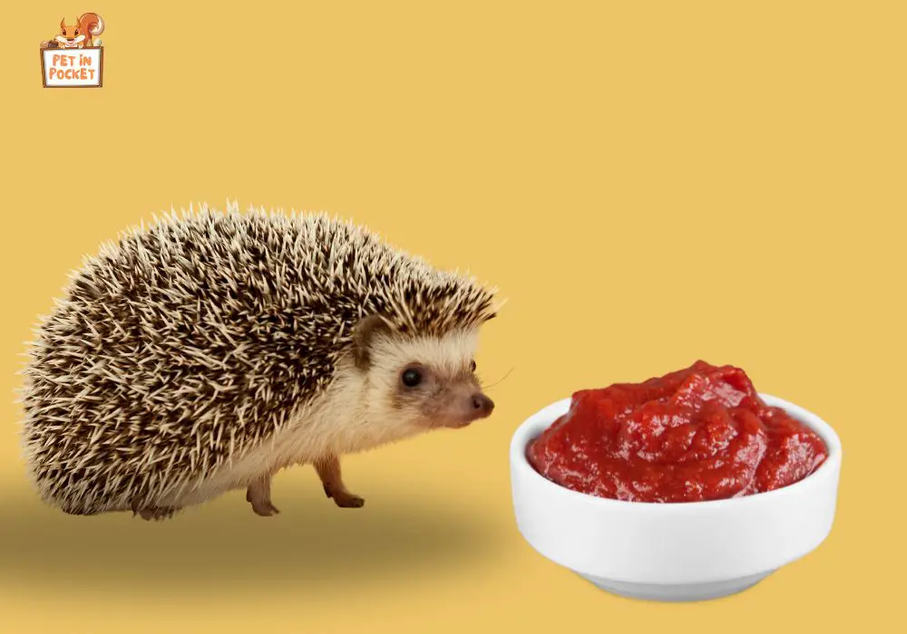 Can Hedgehogs eat processed tomatoes