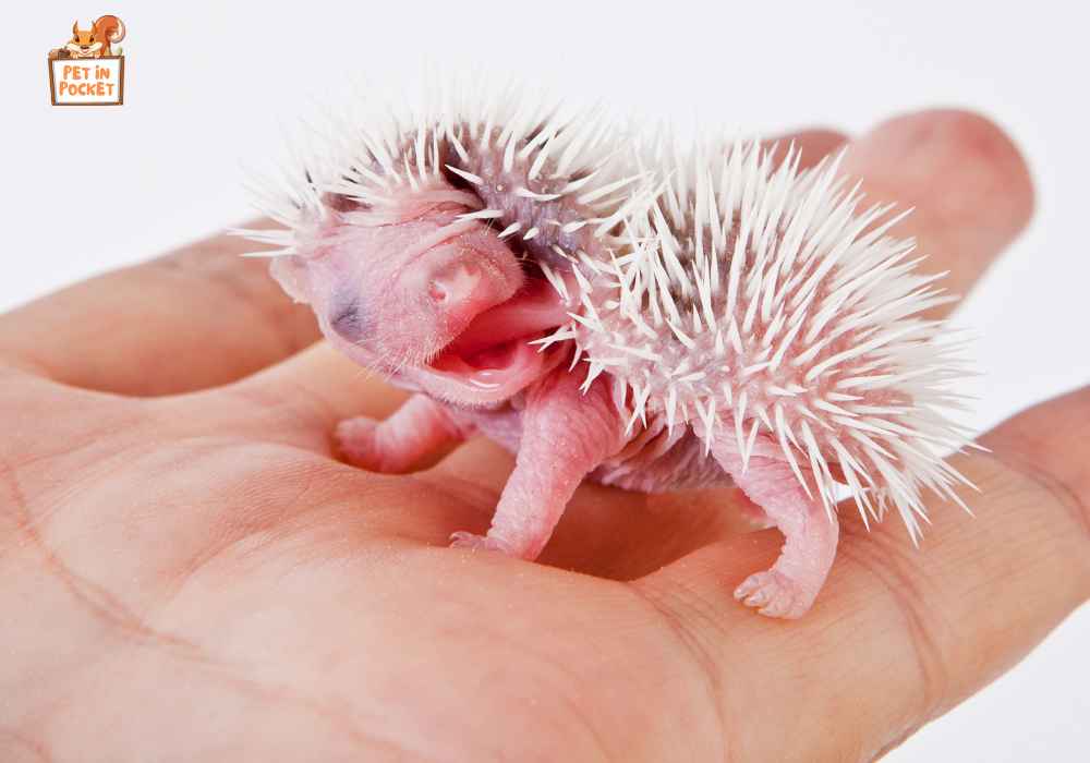 Can You Stop Hedgehogs Eating Their Babies