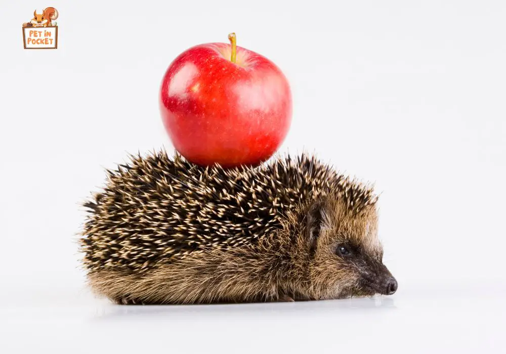 Dangers of Feeding Hedgehogs Apples 