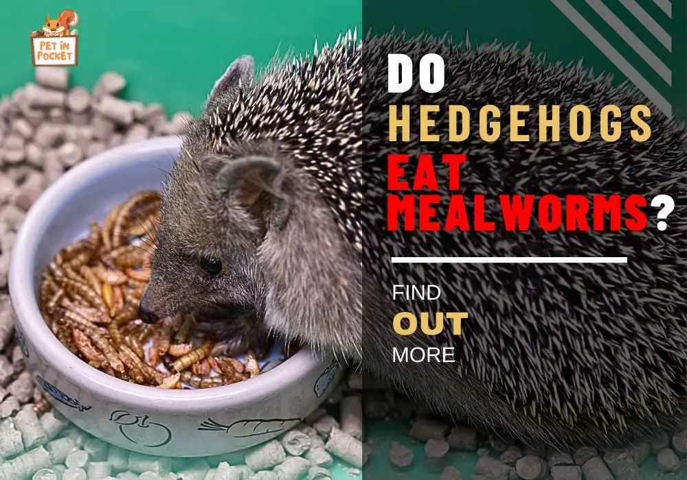 Do Hedgehogs Eat Mealworms
