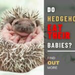Do Hedgehogs Eat Their Babies? Exploring The Shocking Behavior of Hedgies
