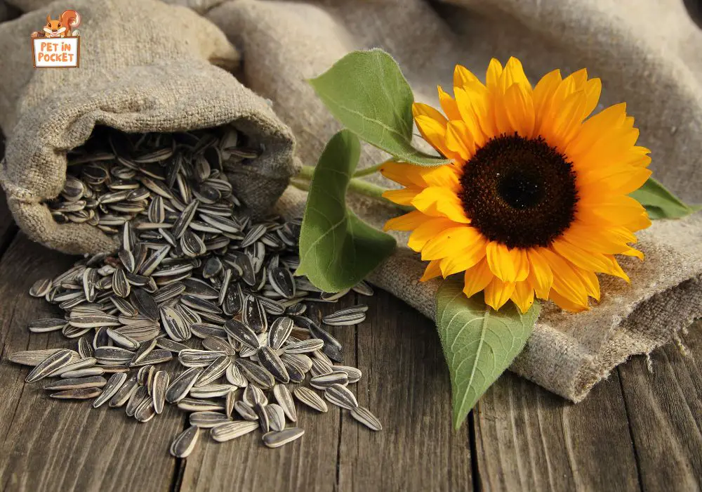 Health Benefits of Sunflower Seeds for Hedgehogs