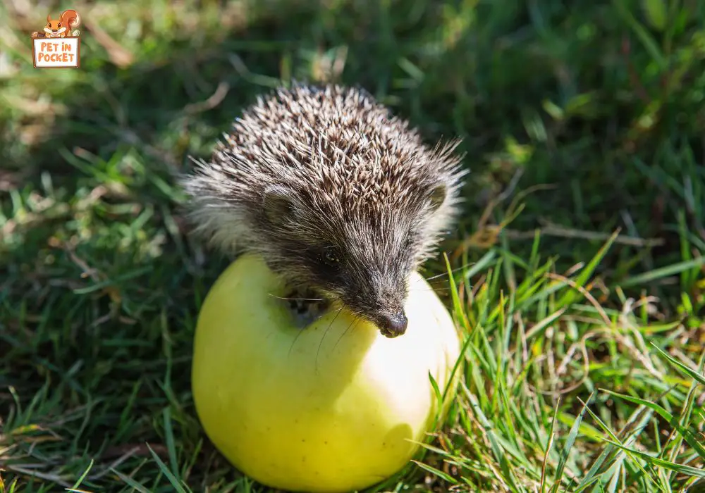 How to Serve Apples to Hedgehogs 
