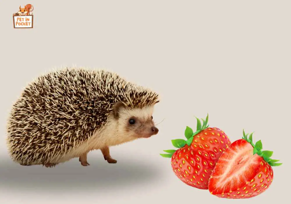 How to Serve Strawberries to Hedgehogs