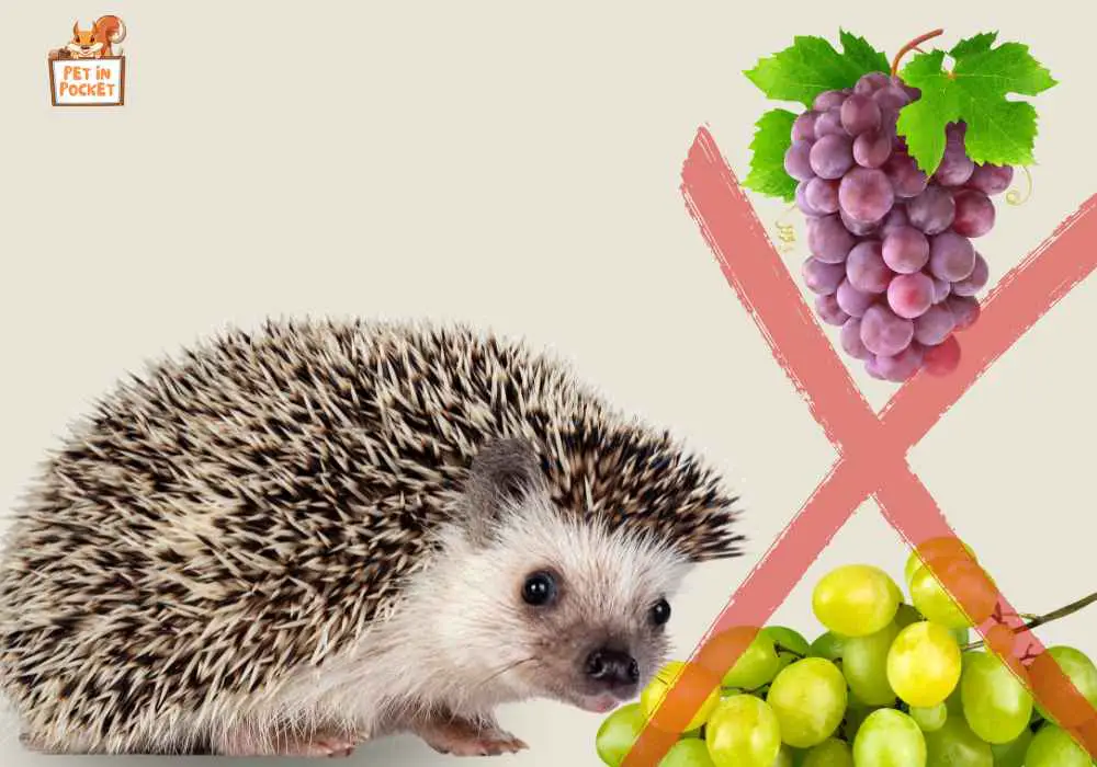 Is There Any Way to Introduce Grapes to Hedgehogs