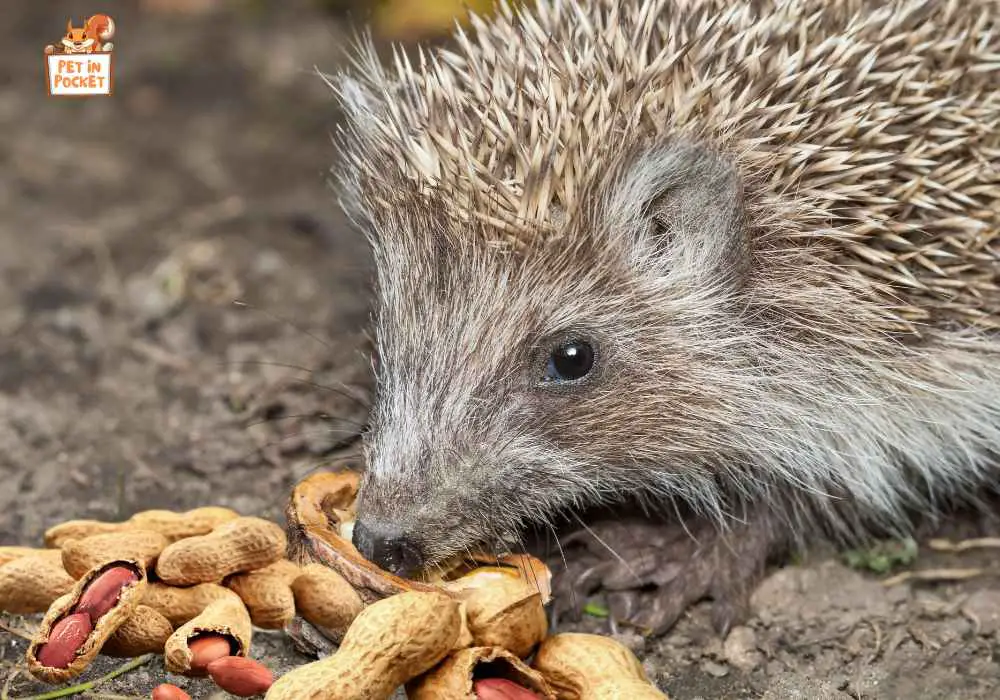 Risks of Feeding Your Hedgehogs Peanuts