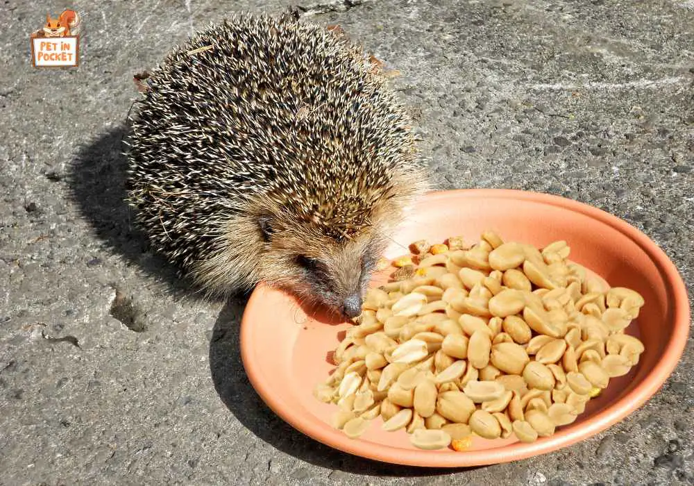 What Are The Health Benefits of Peanuts to Hedgehogs