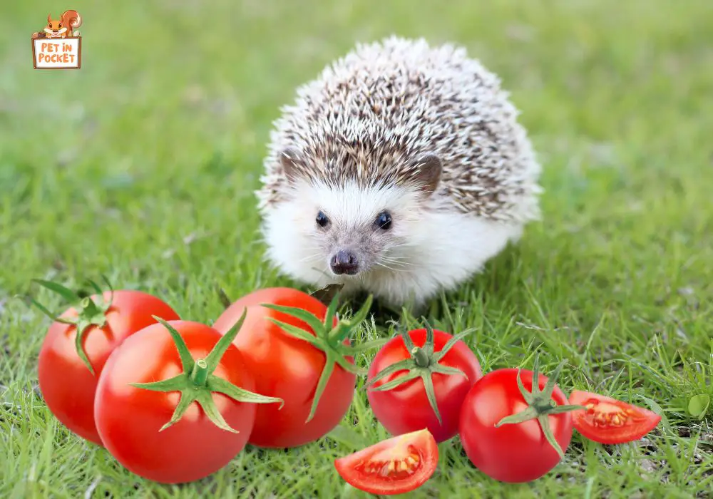 What Type of Tomatoes Can Hedgehogs Have