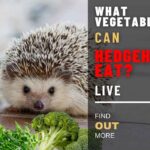 What Vegetables Can Hedgehogs Eat? Read This Before Adding Veggies to Your Hedgehog Meals 